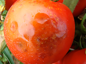 Антракноз томатов