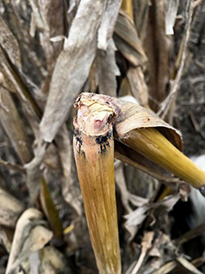 Стеблевые гнили кукурузы