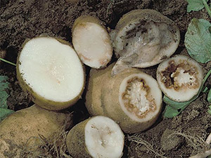 Клубни картофеля, зараженные кольцевой гнилью