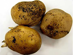 Клубни картофеля, зараженные ризоктониозом