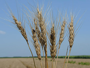 Пшеница, зараженная спорыньей