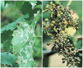 Plasmopara viticola на листьях и гроздьях винограда