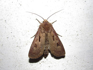 Agrotis exclamationis